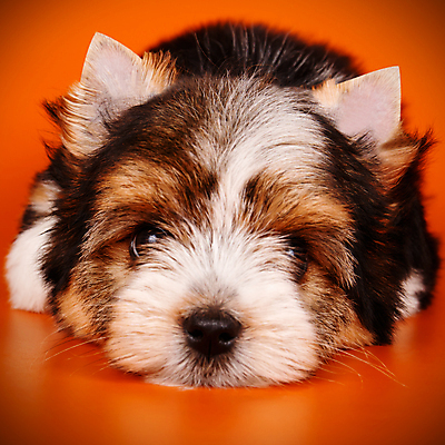 포토 JPG 해외이미지 나무 동물 1 행복 새끼 백그라운드 크리스마스 공 휴가 새로움 털 사람없음 장식 빨간색 반려동물 산타클로스 검은색 거울 흰색 개 달콤 강아지 작음 샴페인 요크셔테리어 테리어 연도 활 솜털 송곳니 기르기 비버 삼색 해외202009 우호적 해외포토 식물 기념일 감정 컬러 컨셉 포유류 주류 맛 치아 크기 돌봄 파일형식