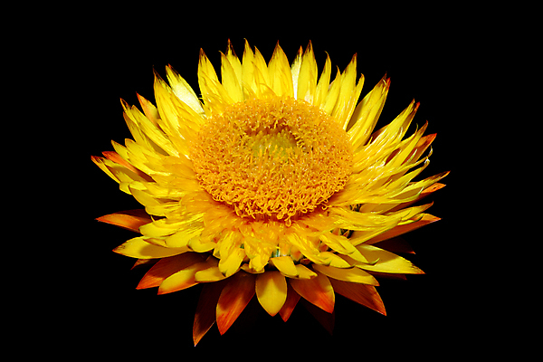 포토 JPG 해외이미지 식물 계절 꽃잎 꽃 아프리카 자연 사람없음 가로 여름 약 노란색 정원 활발 성장 약재 가을 개화 닫기 허브 원예 향기 화단 영원 해외202009 해외포토 나라 컬러 컨셉 의학 모션 취미 생태계 냄새 파일형식