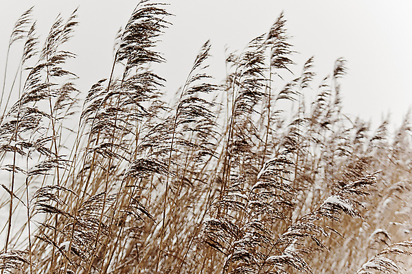 포토 JPG 해외이미지 나무 식물 계절 공원 백그라운드 겨울 밭 오렌지 자연 하늘 바람 독일 갈대 풍경 사람없음 야외 농작물 환경 얼음 추위 가을 흰색 나뭇가지 닫기 숲 밀 서리 장면 북쪽 내추럴 해외202009 해외포토 자연요소 공공시설 유럽 컬러 농업 과일 모션 날씨 곡류 방향 생태계 파일형식