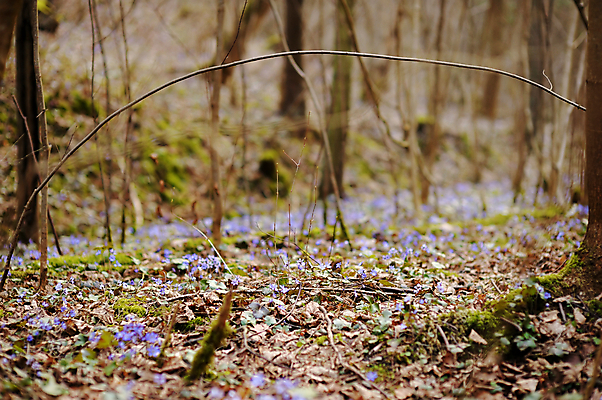 포토 JPG 해외이미지 식물 계절 꽃잎 꽃 잎 자연 풍경 초원 사람없음 야외 파란색 머리 봄 들꽃 벚꽃 개화 닫기 숲 다발 묘사 보따리 각도 장면 노루귀 아네모네 많음 해외202009 해외포토 컬러 컨셉 모션 신체부위 생태계 파일형식