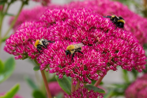 포토 JPG 해외이미지 식물 동물 꽃잎 꽃 분홍색 곤충 꽃무늬 자연 영국 잉글랜드 사람없음 야외 장식 빨간색 여름 컬러풀 정원 벚꽃 가을 개화 닫기 수분 벌 원예 향기 꽃가루 영원 콘월 해외202009 해외포토 계절 유럽 컬러 무늬 모션 취미 가루 생태계 냄새 파일형식