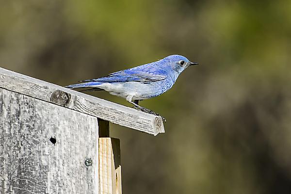 포토 JPG 해외이미지 동물 공원 남자 야생동물 백그라운드 날개 자연 조류 아침 산 종류 앉기 사람없음 야외 파란색 컬러풀 미국 봄 닫기 보호 숲 작음 깃털 부리 북쪽 내추럴 동물상 해외202009 해외포토 주간 계절 공공시설 컬러 컨셉 북아메리카 모션 사람 조형물 크기 방향 생태계 파일형식