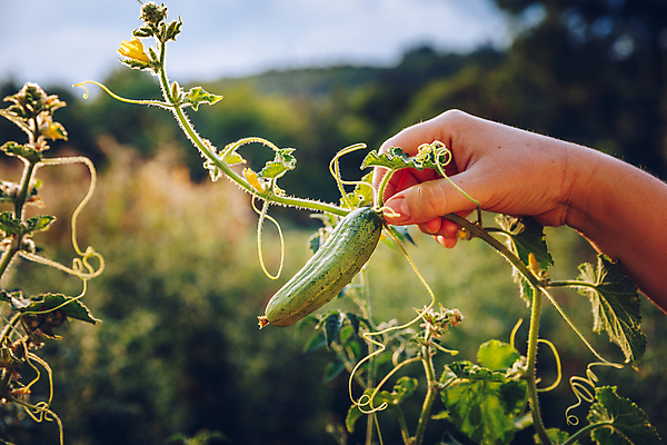 포토 JPG 해외이미지 식물 손 음식 잎 밭 농업 채소 재료 자연 오이 건강 사람없음 초록색 햇빛 농장 노란색 정원 수확 성장 나뭇가지 시골 신선 수집 유기농 생태계 원예 피클 내추럴 바이오 밭일 채식주의자 세련 비건 해외202009 해외포토 나무 웰빙 산업 컬러 취미 신체부위 태양 채식 절임 파일형식