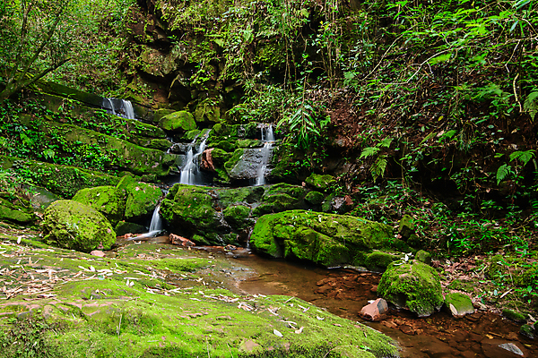 포토 JPG 해외이미지 식물 잎 모션 태국 자연 산 국립공원 이끼 풍경 사람없음 목재 초록색 물 폭포 젖음 흐름 가을 개울 숲 시원함 열대우림 내추럴 깊이 해외202009 해외포토 자연요소 나무 계절 공원 아시아 컬러 컨셉 재료 강 생태계 파일형식