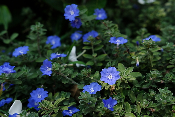 포토 JPG 해외이미지 식물 꽃잎 꽃 백그라운드 잎 꽃무늬 밭 자연 아침 종류 사람없음 초록색 파란색 빛 태양 환경 정원 보라색 봄 벚꽃 흰색 개화 작음 보케 냄새 내추럴 난쟁이 이국적 해외202009 해외포토 주간 자연요소 계절 컬러 무늬 농업 크기 생태계 파일형식
