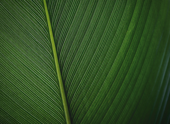 포토 JPG 해외이미지 나무 식물 선 백그라운드 잎 패턴 자연 벽지 표면 추상 사람없음 초록색 여름 환경 어둠 성장 신선 묘사 유기농 질감 내추럴 카피스페이스 해외202009 해외포토 웰빙 계절 컬러 무늬 공백 생태계 파일형식