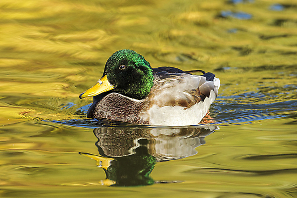 포토 JPG 해외이미지 동물 1 공원 남자 호수 야생동물 백그라운드 날개 자연 조류 오리 사람없음 야외 초록색 물 파란색 컬러풀 반사 노란색 머리 수영 가을 연못 깃털 부리 물새 청둥오리 내추럴 동물상 워싱턴 해외202009 해외포토 자연요소 계절 공공시설 컬러 사람 신체부위 조형물 미국 수상스포츠 생태계 파일형식