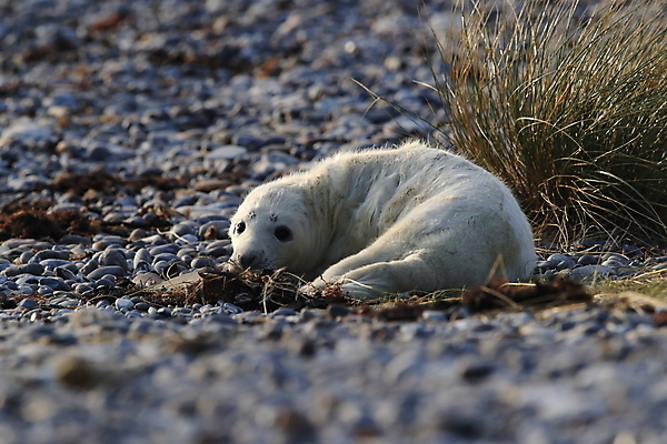 포토 JPG 해외이미지 동물 유럽 야생동물 새끼 모래 바다 섬 겨울 포유류 자연 놀이 털 독일 사랑 해변 사람없음 야외 귀여움 환경 금속 회색 코트 흰색 아기 신생아 보호 물개 모래언덕 북쪽 멸종 대서양 생태학 해외202009 약함 해외포토 계절 교육 감정 나라 컬러 컨셉 재질 사람 바다동물 외투 방향 언덕 생태계 파일형식