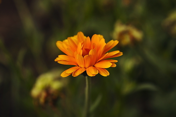 포토 JPG 해외이미지 식물 1 계절 공원 꽃잎 꽃 백그라운드 잎 꽃무늬 밭 오렌지 자연 건강 사람없음 치료 빨간색 초록색 여름 머리 정원 봄 활발 벚꽃 개화 약초 냄비 허브 싱글 조제 내추럴 금잔화 돌봄 해외202009 해외포토 공공시설 컬러 컨셉 무늬 농업 과일 의학 모션 신체부위 약 풀_식물 솥 생태계 만들기 파일형식