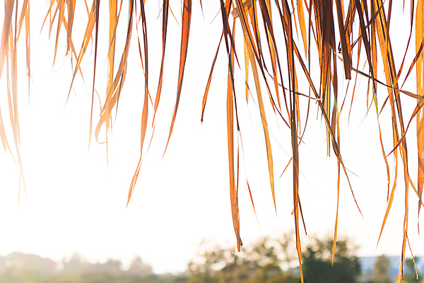 포토 JPG 해외이미지 여행 백그라운드 잎 패턴 건축양식 자연 지붕 휴가 열대 주택 건조 따뜻함 손바닥 사람없음 목재 여름 농장 갈색 노란색 수확 나뭇가지 시골 오두막 대나무 시골집 질감 밀짚 부족 내추럴 이국적 해외202009 해외포토 나무 식물 손 계절 건축 컬러 컨셉 무늬 농업 재료 건물 짚 생태계 파일형식
