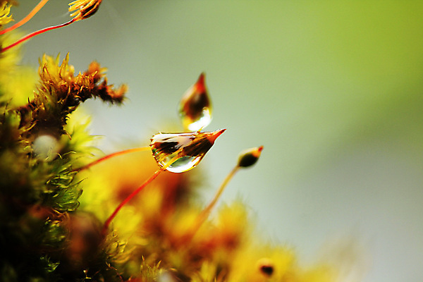 포토 JPG 해외이미지 식물 꽃 잎 겨울 밭 자연 아침 추상 이끼 잔디 사람없음 야외 아웃포커스 세로 초록색 물 컬러풀 봄 젖음 성장 신선 떨어짐 정상 숲 이슬 수분 순수 내추럴 땅바닥 해외202009 해외포토 주간 자연요소 계절 컬러 컨셉 무늬 농업 바닥 촬영기법 생태계 파일형식