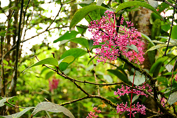 포토 JPG 해외이미지 나무 식물 공원 열매 꽃 아시아 분홍색 여행 과일 자연 포도 산 풍경 사람없음 초록색 정원 하이킹 재산 숲 땅 말레이시아 감탄 숙성 웅장함 전국 해외202009 해외포토 공공시설 나라 컬러 레저 금융 생태계 파일형식