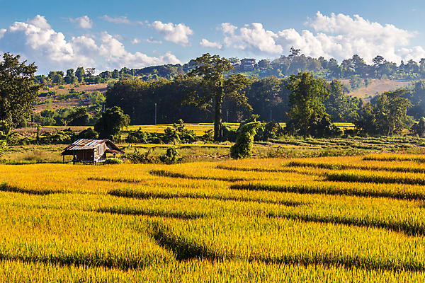 포토 JPG 해외이미지 나무 구름 아시아 여행 밭 농업 태국 하늘 밥 풍경 사람없음 초록색 파란색 농장 환경 계곡 수확 농부 오두막 언덕 북쪽 기간 땅바닥 생태학 해외202009 해외포토 자연요소 식물 직업 교육 나라 산업 음식 컬러 바닥 방향 파일형식