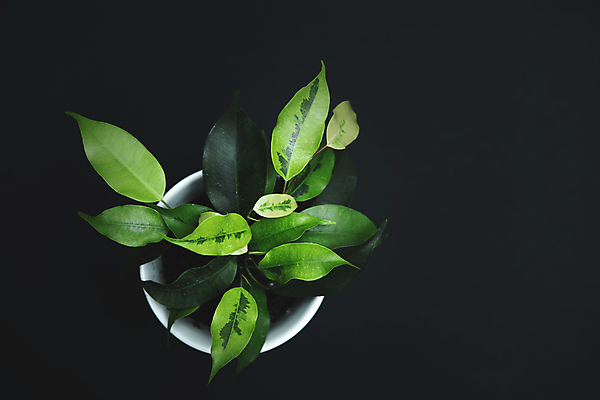 포토 JPG 해외이미지 나무 식물 꽃 화초 백그라운드 잎 자연 주택 실내 건강 사람없음 장식 초록색 정원 검은색 흙 성장 흰색 신선 냄비 작음 오브젝트 싱글 원예 내추럴 고립 심기 왕자 그리너리 해외202009 해외포토 컬러 모션 취미 내부 건물 솥 크기 생태계 파일형식 트랜드컬러