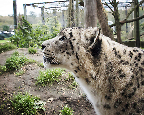 포토 JPG 해외이미지 동물 아시아 얼굴 야생동물 백그라운드 패턴 포유류 자연 털 동물원 사람없음 고양이 힘 추위 흰색 닫기 큼 코 육식동물 멸종 솜털 표범 고립 동물상 보호구역 힘찬 눈내림 해외202009 해외포토 나라 컬러 컨셉 무늬 모션 눈_날씨 신체부위 반려동물 조형물 크기 생태계 구역 파일형식