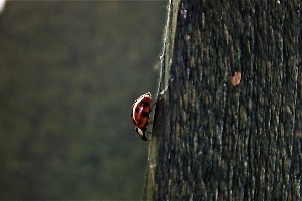 포토 JPG 해외이미지 동물 곤충 자연 사람없음 야외 목재 빨간색 검은색 봄 가장자리 목판 해외202009 해외포토 나무 계절 컬러 재료 둘레 생태계 파일형식