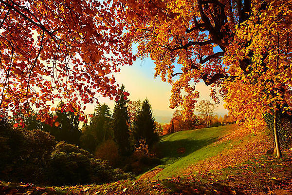 포토 JPG 해외이미지 잎 자연 산 따뜻함 사람없음 빨간색 태양 이탈리아 가을 숲 해외202009 해외포토 자연요소 식물 계절 유럽 컬러 생태계 파일형식