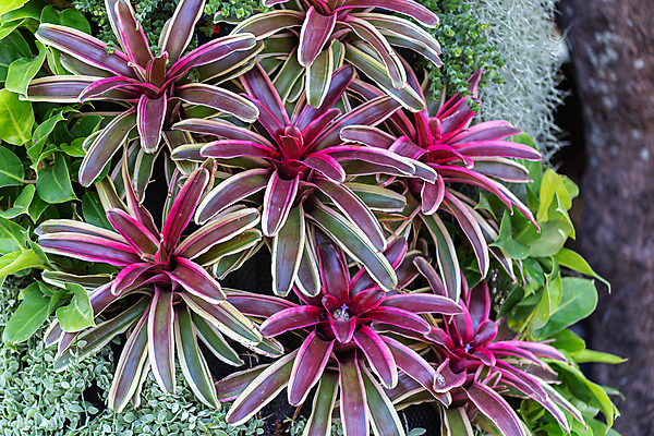 포토 JPG 해외이미지 식물 계절 꽃 여행 백그라운드 컨셉 꽃무늬 밭 자연 휴식 건강 풍경 사람없음 야외 여름 파란색 컬러풀 햇빛 태양 약 머리 정원 보라색 일몰 벚꽃 흰색 개화 닫기 선택 다발 허브 제비꽃 향기 아로마 부드러움 아로마테라피 내추럴 해외202009 해외포토 자연요소 컬러 무늬 농업 의학 모션 신체부위 노을 감각 생태계 냄새 테라피 파일형식