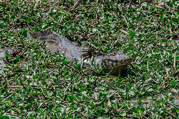 포토 JPG 해외이미지 동물 척추동물 야생동물 파충류 자연 국립공원 사람없음 야외 물 강 젖음 남아메리카 치아 습지 위험 큼 육식동물 악어 사냥꾼 브라질 브라질사람 해외202009 해외포토 자연요소 직업 공원 컨셉 아메리카 소화기관 크기 생태계 파일형식