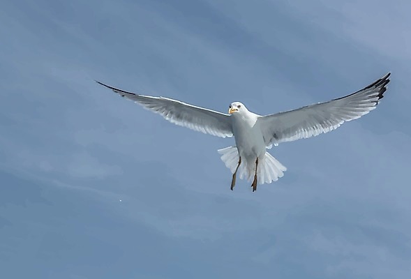 EPS 해외이미지 동물 1 응시 야생동물 바다 포즈 백그라운드 날개 일러스트 자연 갈매기 조류 하늘 낚시 바람 야외 물 여름 파란색 평화 맑음 자유 흰색 비행 우아함 닫기 깃털 부리 내추럴 고립 무료 해외202009 해외일러스트 자연요소 시선 계절 컬러 컨셉 모션 레저 날씨 생태계 파일형식 벡터