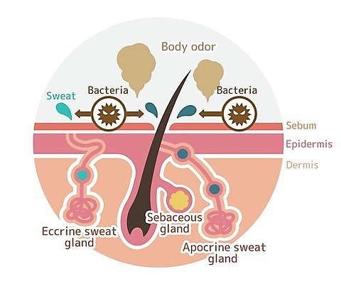 EPS 해외이미지 셔츠 신체 일러스트 부분 해부 건강 사람 약 조직 피부 땀 냄새 문제 팔 층 악취 돌봄 힘듦 막 해외202009 해외일러스트 컨셉 상의 의학 모션 신체부위 파일형식 벡터