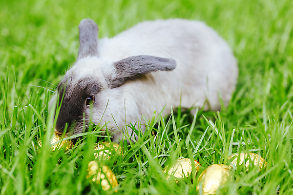 포토 JPG 해외이미지 식물 백그라운드 부활절 수염 털 사람없음 야외 맑음 회색 토끼 관찰 호주 모피 귀 부드러움 솜털 경보 고립 기르기 카피스페이스 해외202009 해외포토 기념일 컬러 포유류 모션 날씨 신체부위 반려동물 공백 감각 오세아니아 돌봄 파일형식