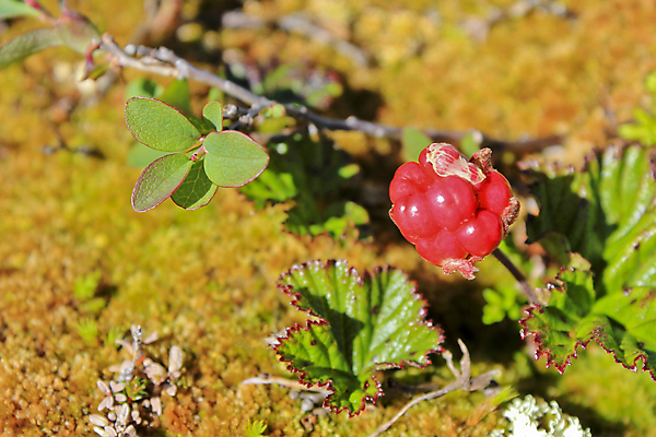 포토 JPG 해외이미지 식물 계절 열매 꽃 음식 오렌지 과일 자연 산 건강 노르웨이 이끼 사람없음 빨간색 초록색 여름 정원 수확 가을 나뭇가지 전원 시골 신선 황무지 달콤 맛 숲 수집 유기농 비타민 내추럴 숙성 스칸디나비아 채식주의자 맛있는 해외202009 해외포토 나무 웰빙 유럽 컬러 컨셉 농업 전기에너지 생태계 채식 영양소 파일형식
