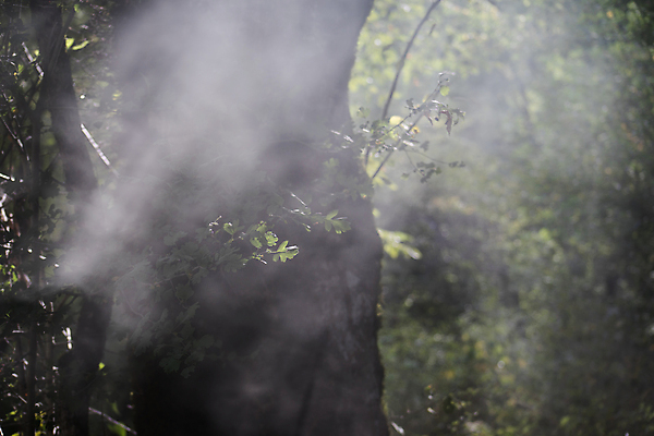 포토 JPG 해외이미지 나무 식물 계절 공원 도로 길 백그라운드 낙엽 잎 자연 아침 그림자 풍경 사람없음 야외 목재 초록색 여름 빛 햇빛 태양 일출 환경 정원 맑음 일몰 봄 안개 광선 나뭇가지 신선 숲 신비 장면 내추럴 삼림지대 아제르바이잔 해외202009 해외포토 주간 자연요소 공공시설 나라 컬러 컨셉 재료 교통시설 날씨 노을 생태계 파일형식