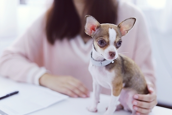 포토 JPG 해외이미지 동물 백인 직업 라이프스타일 여자 행복 인터넷 비즈니스 통신 주택 함께함 실내 사랑 사람 앉기 성인 사람없음 노트북 반려동물 컴퓨터 사무실 우정 흰색 타이핑 업무 작업 비즈니스우먼 개 강아지 무선전화기 책상 비글 주인 프리랜서 해외202009 해외포토 서양인 감정 컬러 가구 컨셉 포유류 모션 내부 건물 생활 친구 전자제품 직장인 전화기 파일형식