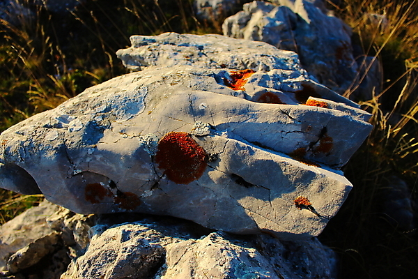 포토 JPG 해외이미지 식물 백그라운드 오렌지 자연 산 이끼 풍경 사람없음 야외 가을 바위 선택 묘사 콘크리트 해외202009 해외포토 계절 컨셉 과일 돌_바위 생태계 파일형식