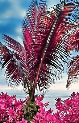 포토 JPG 해외이미지 구름 분홍색 하늘 사람없음 야외 야자수 세이셸 야자수잎 해외202009 해외포토 자연요소 나무 컬러 잎 아프리카 파일형식