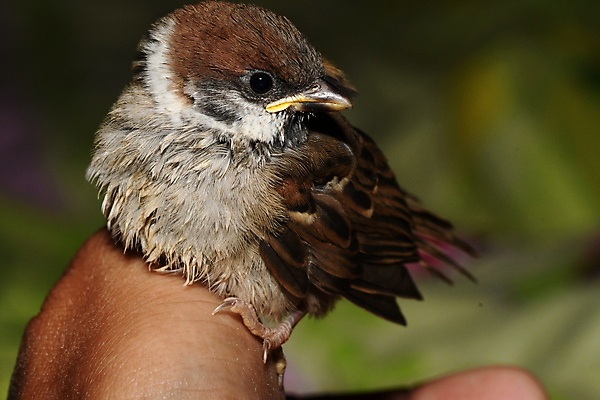 포토 JPG 해외이미지 동물 조류 사람없음 견과류 깃털 부리 참새 해외202009 해외포토 파일형식