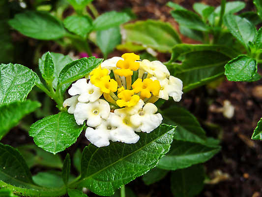 포토 JPG 해외이미지 식물 캐릭터 계절 공원 꽃잎 꽃 아시아 분홍색 백그라운드 잎 꽃무늬 오렌지 자연 사람없음 야외 장식 빨간색 초록색 울타리 컬러풀 정원 봄 벚꽃 직물 개화 황금 허브 관목 묘사 내추럴 해외202009 해외포토 나무 공공시설 나라 컬러 무늬 과일 담장 생태계 파일형식