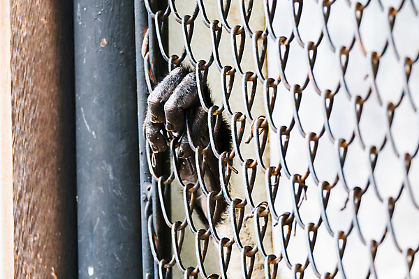 포토 JPG 해외이미지 백인 라이프스타일 손 남자 행복 감정 실루엣 백그라운드 컨셉 오렌지 일러스트 비즈니스 자연 조류 하늘 함께함 건강 사람없음 야외 물 세트 태양 검은색 일몰 자유 흰색 잡기 우승 오픈 그룹 닫기 민들레 수집 사인 새장 팔 보여주기 설정 고립 무료 승자 해외202009 해외포토 자연요소 서양인 동물 꽃 컬러 과일 모션 촬영기법 사람 생활 신체부위 노을 최고 생태계 케이지 파일형식
