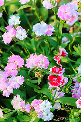 포토 JPG 해외이미지 식물 공원 꽃잎 꽃 인형 분홍색 나비 백그라운드 무지개 잎 꽃무늬 밭 자연 사람없음 야외 장식 빨간색 초록색 컬러풀 정원 보라색 중국 낭만 벚꽃 흰색 눈송이 개화 산호 선택 인도인 진홍색 내추럴 땅바닥 해외202009 해외포토 자연요소 외국인 공공시설 아시아 컬러 곤충 컨셉 무늬 농업 바닥 눈_날씨 동양인 자포동물 생태계 파일형식