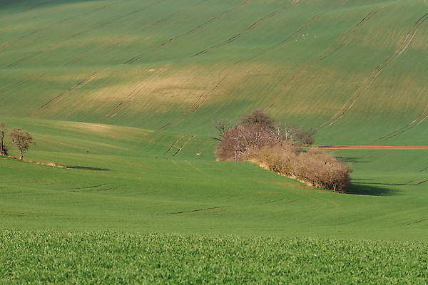포토 JPG 해외이미지 나무 유럽 야생동물 여행 밭 자연 벽지 휴가 파노라마 그림자 사람 풍경 사람없음 야외 초록색 여름 컬러풀 태양 와인 맑음 놀람 봄 산책로 언덕 만족 그림 지역 체코 남쪽 공화국 토스카나 해외202009 해외포토 자연요소 식물 동물 계절 감정 나라 길 컬러 농업 날씨 주류 촬영기법 표정 이탈리아 방향 생태계 파일형식