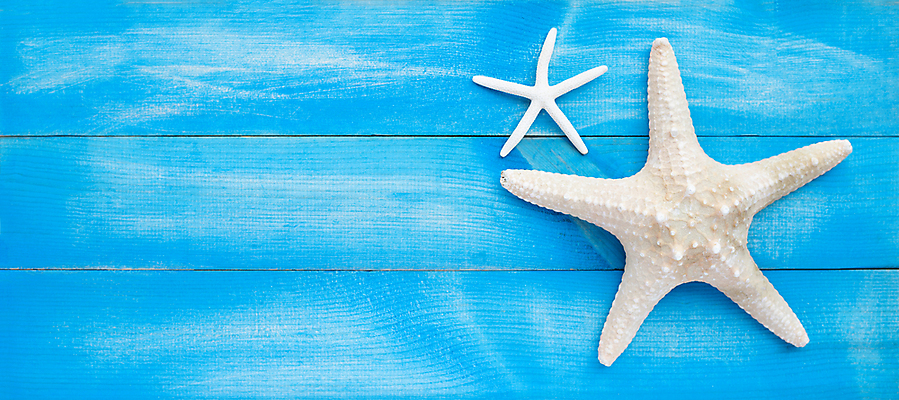 포토 JPG 해외이미지 동물 무료이미지 디자인 별 야생동물 바다 여행 백그라운드 자연 조개 불가사리 생물 연체동물 종류 어류 풍경 사람없음 장식 빨간색 초록색 물 여름 파란색 태양 환경 수중 다양 껍질 조약돌 산호 자르기 인도인 오브젝트 싱글 5 암초 수족관 고립 이국적 해외202009 해외202105 해외포토 자연요소 외국인 계절 컬러 다수 모션 어패류 극피동물 무척추동물 동양인 숫자 수중동물 돌 자포동물 생태계 파일형식 무료콘텐츠