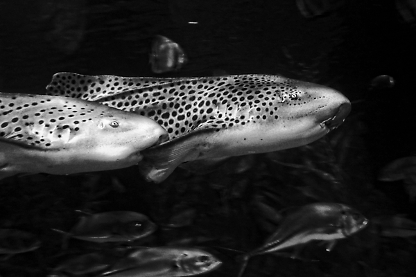 포토 JPG 해외이미지 동물 교육 백그라운드 자연 유리 동물원 어류 사람없음 물 파란색 수중 큼 탱크 상어 수족관 해외202009 해외포토 자연요소 컬러 재질 수중동물 크기 생태계 파일형식