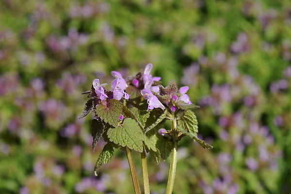 포토 JPG 해외이미지 식물 계절 꽃 분홍색 잎 밭 자연 추상 초원 사람없음 빨간색 초록색 여름 정원 보라색 봄 들꽃 성장 벚꽃 시골 개화 약초 숲 허브 제비꽃 질감 내추럴 해외202009 해외포토 컬러 무늬 농업 풀_식물 생태계 파일형식