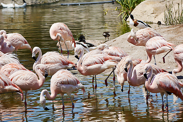 포토 JPG 해외이미지 구름 도로 호수 모래 분홍색 여행 자연 하늘 휴가 산 동물원 풍경 사람없음 야외 빨간색 초록색 물 여름 파란색 컬러풀 햇빛 태양 반사 계곡 거울 사막 바위 흰색 남아메리카 확대 위험 모래언덕 소금 지역 석호 볼리비아 절정 콜로라도 많음 수평선 해외202009 해외포토 자연요소 계절 길 컬러 컨셉 교통시설 아메리카 미국 돌_바위 언덕 생태계 파일형식