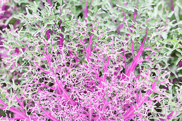 포토 JPG 해외이미지 잎 자연 사람없음 정원 질감 양배추 채식주의자 해외202009 해외포토 식물 채소 생태계 채식 파일형식