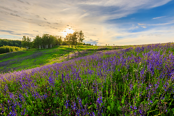 포토 JPG 해외이미지 나무 식물 구름 무료이미지 계절 꽃 밭 자연 하늘 풍경 초원 사람없음 초록색 여름 파란색 컬러풀 햇빛 태양 일출 보라색 일몰 봄 들꽃 벚꽃 광선 개화 숲 제비꽃 언덕 장면 자작나무 수평선 해외202009 해외202105 해외포토 자연요소 컬러 농업 빛 노을 생태계 파일형식 무료콘텐츠