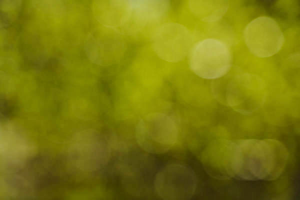 포토 JPG 해외이미지 식물 디자인 곤충 컨셉 잎 밭 자연 벽지 추상 휴가 프레임 그림자 사람없음 장식 초록색 빛 반짝임 햇빛 태양 우주 맑음 침묵 성장 흰색 신선 원형 투명 모서리 소프트포커스 숲 묘사 에코 질감 보케 광 뒤뜰 블러 생태학 디테일 해외202009 해외포토 자연요소 도형 동물 교육 컬러 무늬 농업 모션 날씨 촬영기법 환경 소리 생태계 파일형식