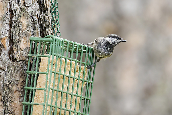 포토 JPG 해외이미지 나무 동물 응시 야생동물 겨울 자연 조류 종류 사람없음 야외 옆모습 환경 검은색 회색 흰색 작음 깃털 부리 내추럴 동물상 뒤뜰 수유 해외202009 해외포토 식물 시선 계절 뷰포인트 컬러 조형물 크기 생태계 파일형식