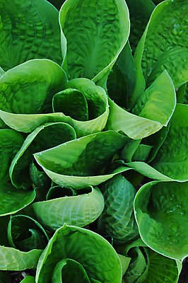 포토 JPG 해외이미지 식물 잎 자연 사람없음 초록색 정원 봄 성장 해외202009 해외포토 계절 컬러 생태계 파일형식