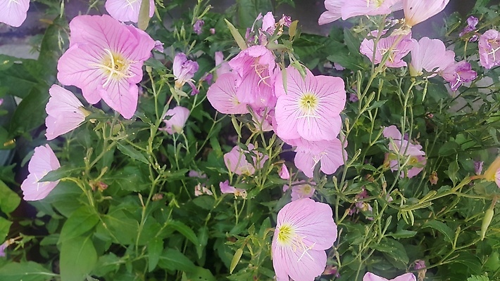 포토 JPG 해외이미지 식물 꽃잎 꽃 분홍색 백그라운드 잎 꽃무늬 자연 아침 사람없음 초록색 컬러풀 정원 봄 벚꽃 신선 포도나무 내추럴 해외202009 해외포토 주간 계절 컬러 무늬 과일나무 생태계 파일형식