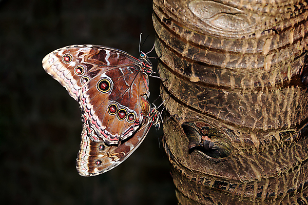 포토 JPG 해외이미지 동물 무료이미지 꽃 야생동물 나비 곤충 날개 자연 멕시코 안테나 사람없음 가로 여름 파란색 갈색 미국 봄 활발 가을 남아메리카 우아함 닫기 큼 열대우림 나방 취급주의 해외202009 해외202105 해외포토 식물 계절 컬러 컨셉 북아메리카 통신 모션 아메리카 경고 숲 크기 생태계 파일형식 무료콘텐츠