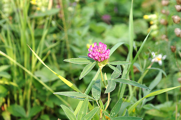포토 JPG 해외이미지 식물 계절 꽃잎 꽃 백그라운드 잎 밭 자연 초원 사람없음 야외 초록색 여름 정원 벚꽃 흰색 시골 신선 내추럴 해외202009 해외포토 컬러 농업 생태계 파일형식