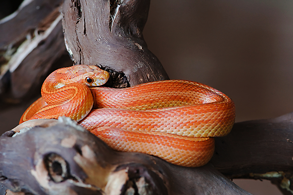 포토 JPG 해외이미지 동물 응시 얼굴 백그라운드 패턴 신체 의자 오렌지 파충류 자연 따뜻함 저울 옥수수 앉기 사람없음 빨간색 빛 울타리 반려동물 노란색 머리 우주 나뭇가지 뱀 우아함 매끈함 피부 통나무 팩 목 서식지 감싸기 복잡 얇은 해외202009 해외포토 나무 시선 컬러 가구 컨셉 무늬 과일 모션 곡류 신체부위 담장 화장품 감각 생태계 파일형식