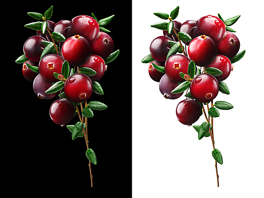 포토 JPG 해외이미지 무료이미지 열매 음식 잎 사람없음 빨간색 검은색 흰색 나뭇가지 달콤 다발 배열 북쪽 고립 구성 숙성 크랜베리 해외202009 해외202105 해외포토 나무 식물 컬러 맛 방향 파일형식 무료콘텐츠